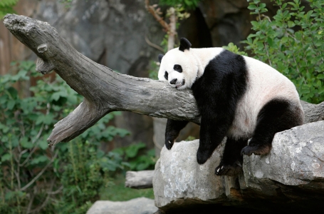 Құшақтағанды жақсы көретін панда (видео) 
