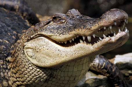 АҚШ-та аллигатор етін жемек болған азамат тұтқындалды