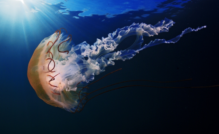 Әлемдегі ең үлкен медузаның ұзындығы – 37 метр 