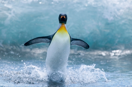 Ғалымдар пингвиндердің теңселіп жүру себебін зерттемек
