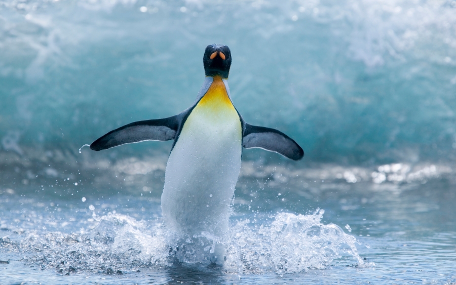 Ғалымдар пингвиндердің теңселіп жүру себебін зерттемек