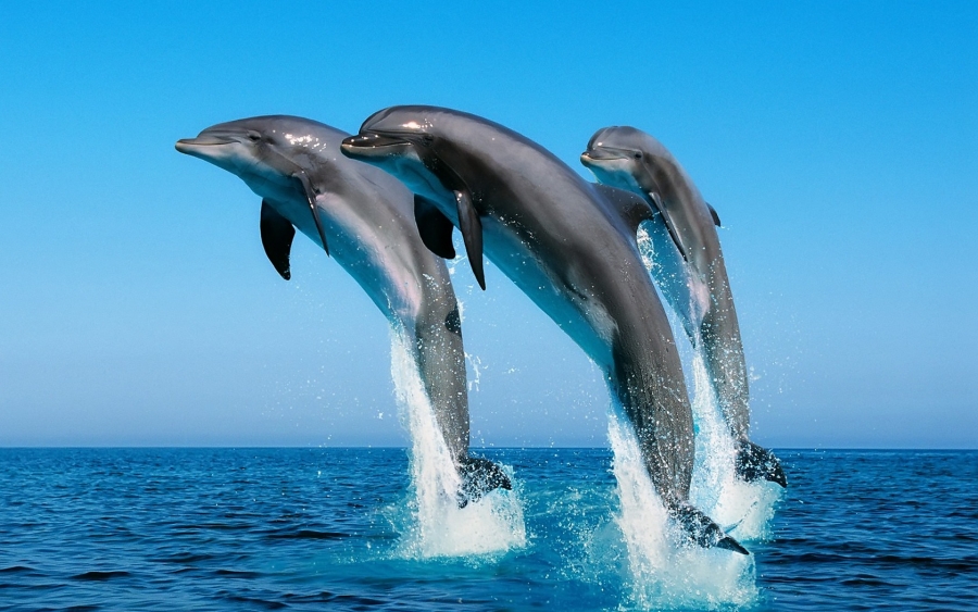 Дельфинмен емдеу рәсімінің пайдасы