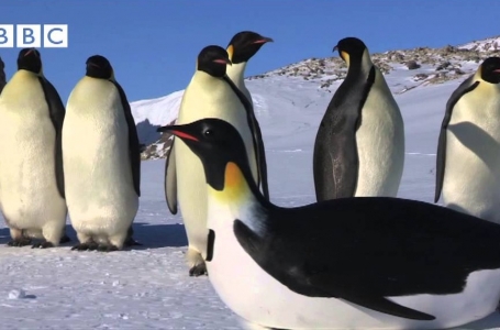 Ойыншыққа алданған императорлық пингвиндер (видео) 