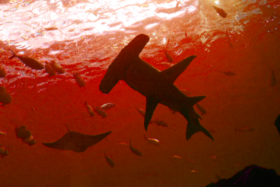 Белсенді жанартаудың кратерінде акула өмір сүреді (видео) 