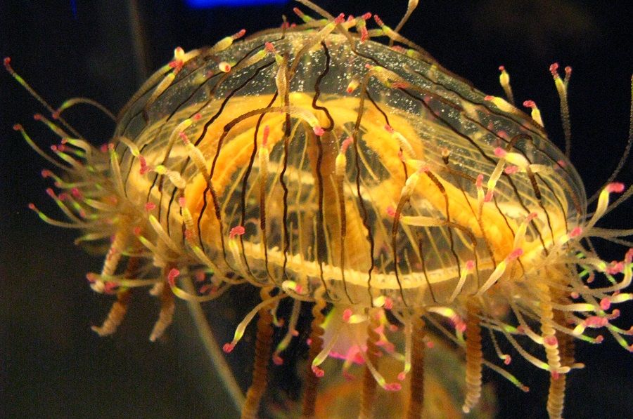 Медуза тәріздес тіршілік иесі табылды (видео)