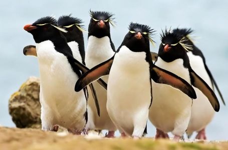 Рокхоппер пингвиндері көбеюінің сыры