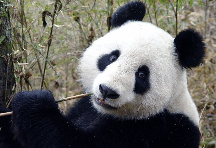 Қытай ғалымдары пандалардың тілін зерттеп жатыр