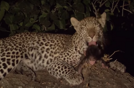 Жыртқыш леопардтың аналық қасиеті оянған сәті (видео)