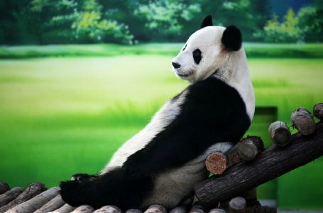 Қытай оқымыстылары панданың тілін тапты 