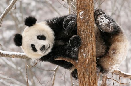Панда жануарының күлкілі әрекеттері (Видео)  