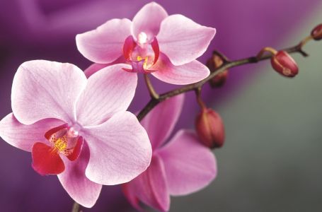 Орхидея гүлін қалай күтеміз?