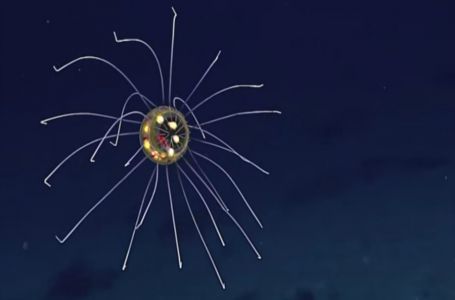 Мариан ойпатынан табылған түрі ерекше медуза (ВИДЕО)