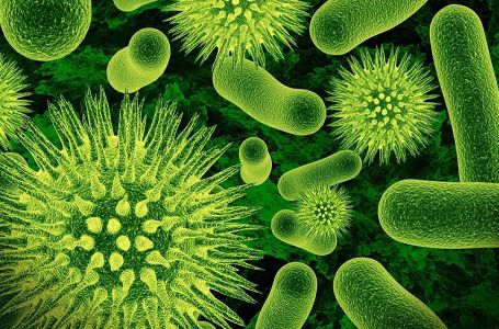Бактериялар ең көп жиналатын орындар