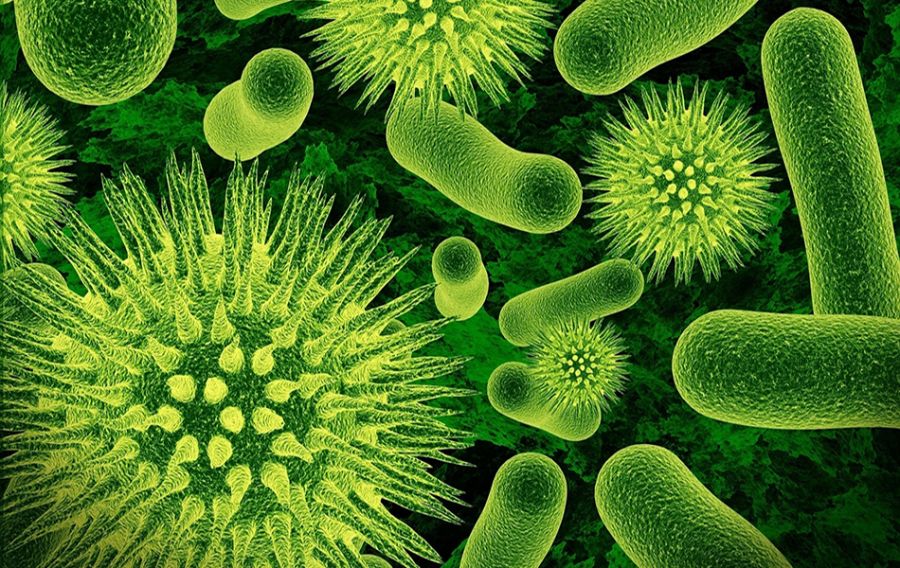 Бактериялар ең көп жиналатын орындар