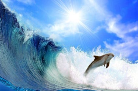 Бүгін – кит пен дельфин күні