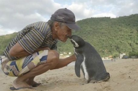 Өзін өлімнен алып қалған иесіне жылда 8000 км жерден келетін пингвин