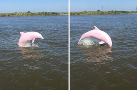 Алқызыл түсті дельфин табылды (видео)
