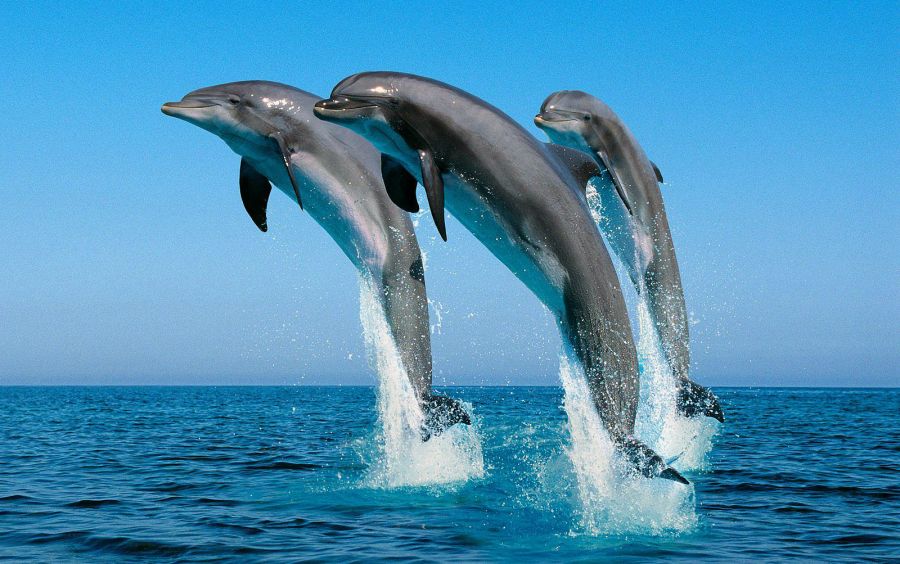 Дельфиндер бір-біріне ат қояды екен