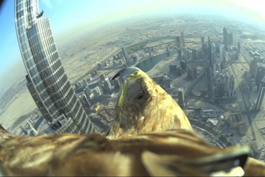 Бүркіт жанарындағы Дубай (видео) 