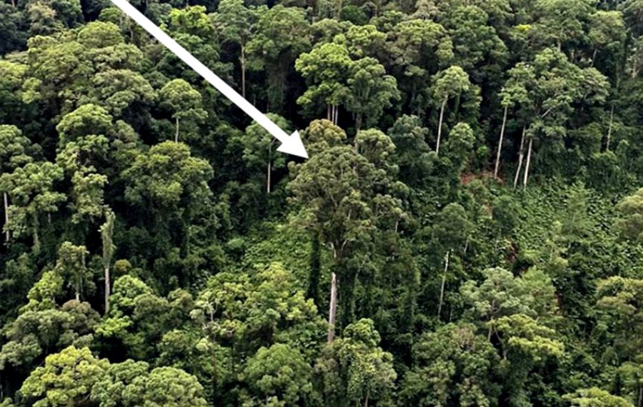 Малайзиядан әлемдегі ең биік тропикалық ағаш табылды