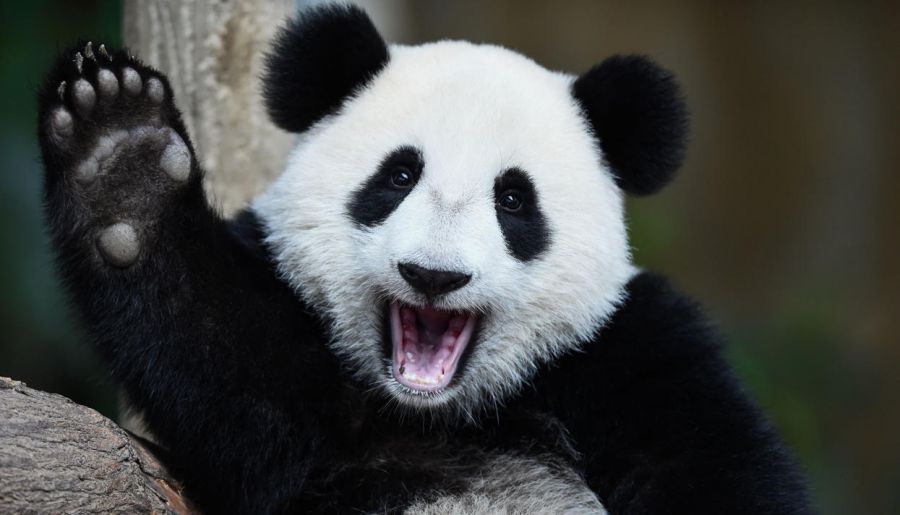 Панда неге адамды құшақтағанды жақсы көреді? (видео)