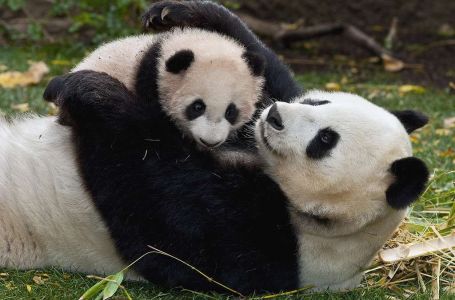 Панда баласын ұйықтатуға тырысты (видео)