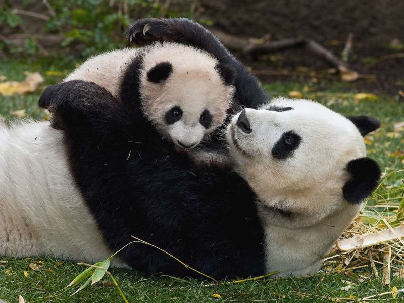 Панда баласын ұйықтатуға тырысты (видео)