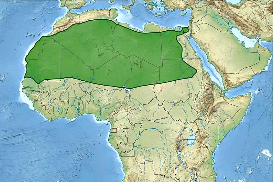 6 мың жыл бұрынғы сулы-нулы Сахара