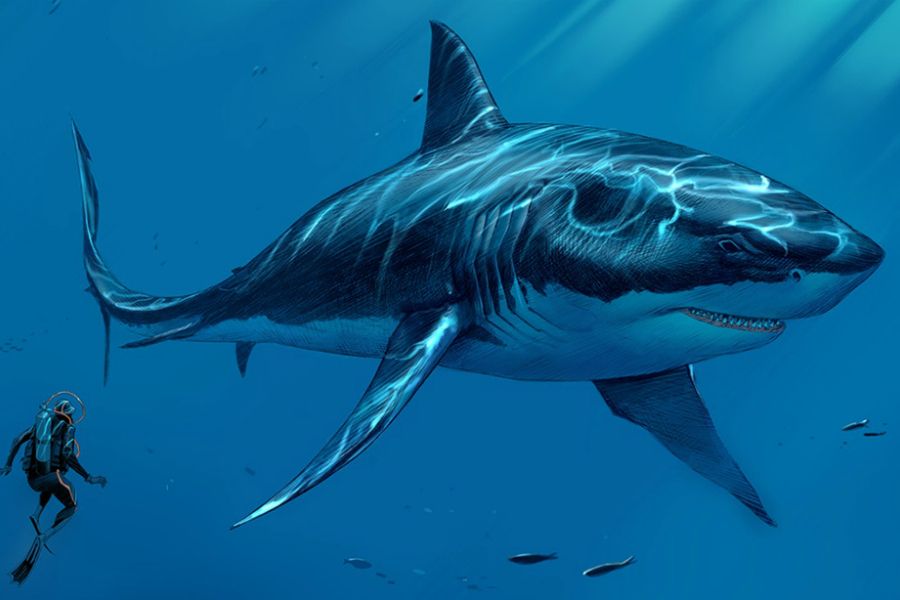 Мегалодон – әлемдегі ең үлкен акула