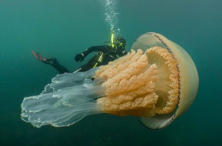 Ұлыбританияда адаммен бірдей медуза табылды