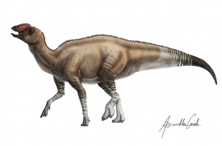 АҚШ территориясынан динозаврдың жаңа түрі табылды 