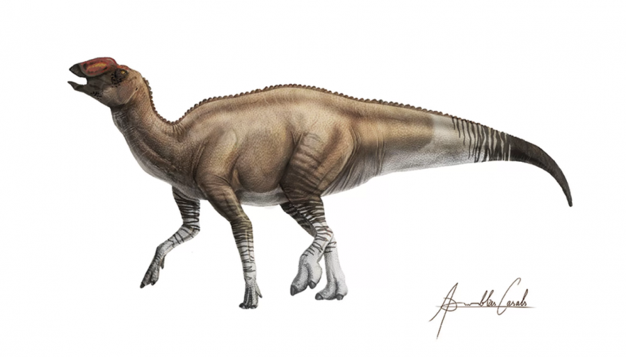 АҚШ территориясынан динозаврдың жаңа түрі табылды 