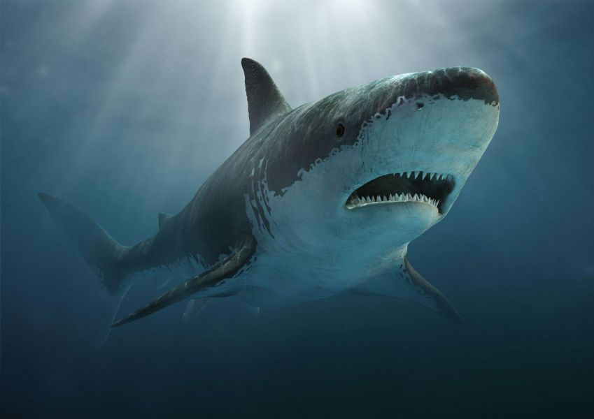 Осыдан 340 млн жыл бұрын өмір сүрген акуланың қаңқасы табылды 