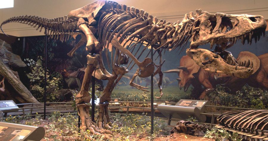 Тираннозавр қаңқасы 31,8 миллион долларға сатылды