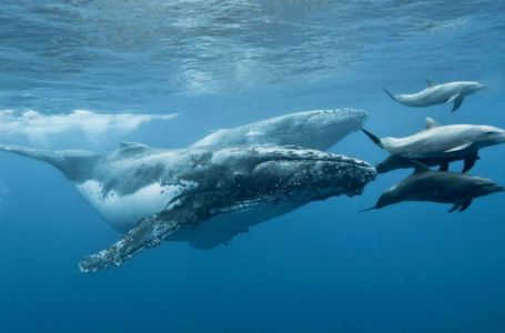Ғалымдар: Алдағы он жылда кит пен дельфиндер жойылып кетуі мүмкін