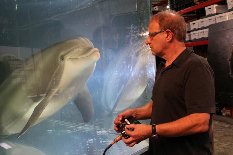 АҚШ-та алғаш рет робот-дельфин құрастырылды (видео)