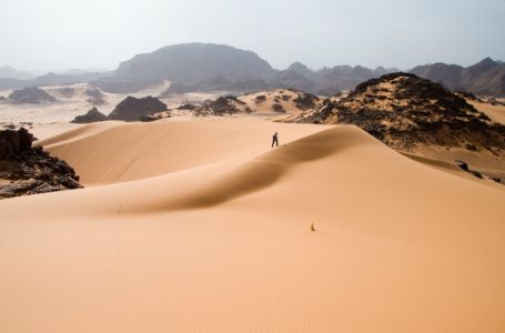 Сахара шөлінде жүз миллиондаған ағаш бар