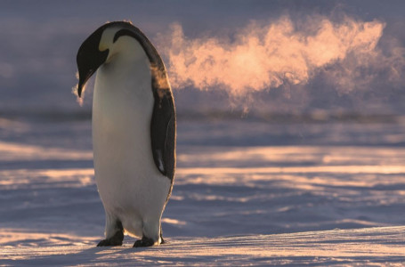 Қыс бойы он мың пингвинді суретке түсірген фотограф