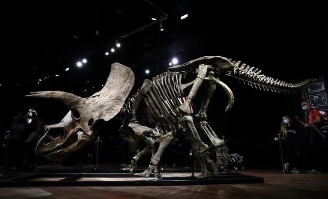 Бәссаудада динозавр қаңқасы 6,65 миллион еуроға сатылды