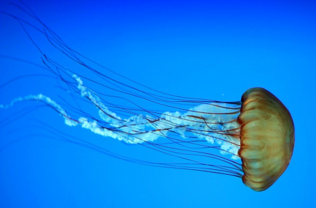 Медузалар жайлы қызықты фактілер