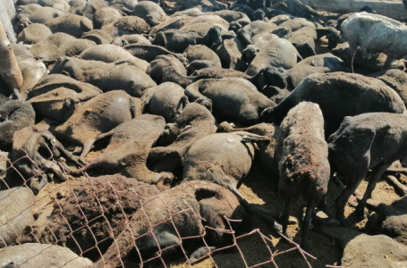 Атырау облысында мыңнан аса еділбай тұқымды қой тірідей жанып кетті 