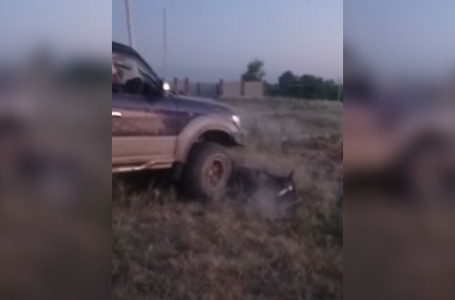 Адам шошырлық видео: Алматы облысында ер адам көлігімен жылқыны басқан