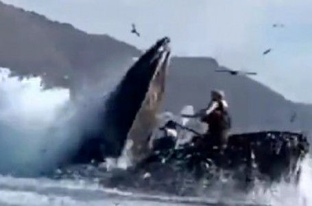 Калифорния жағалауында кит екі туристке шабуыл жасады