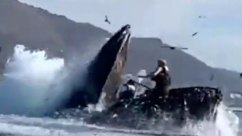 Калифорния жағалауында кит екі туристке шабуыл жасады
