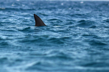 Ұлыбритания жағалауында 175 жылдан бері алғаш рет акула адамға шабуыл жасады