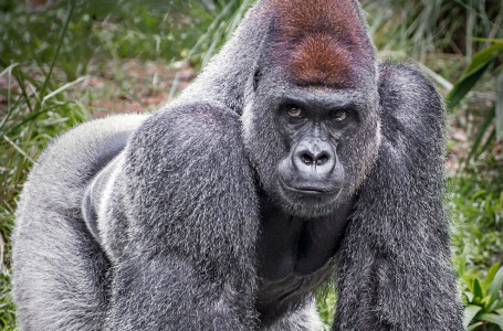 Зообақта гориллалар адамдармен тілдесудің амалын тапты