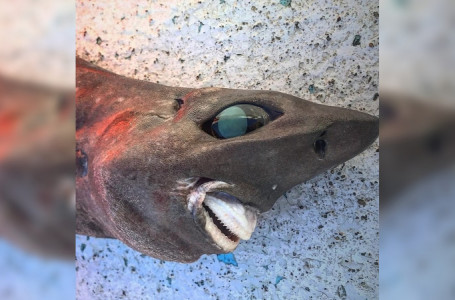 Аустралия жағалауында жұмбақ теңіз акуласы ұсталды