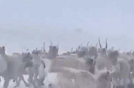 Ұлытау облысында тасжол бойындағы жүздеген киік видеоға түсіп қалды