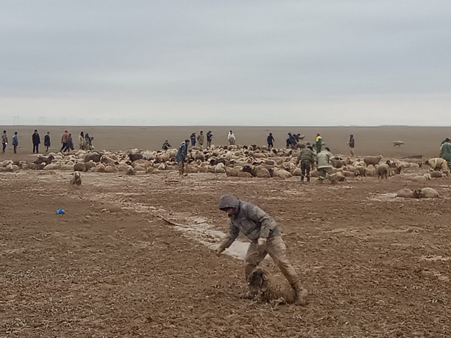 Алматы облысында саз балшыққа батып қалған 2 мың қой құтқарылды