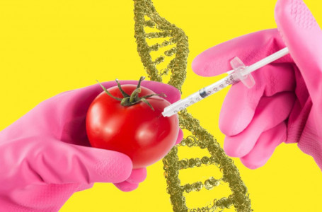 Еуропада тыйым салынған. ГМО тағамдары зиян ба?